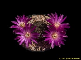 Sulcorebutia steinbachii v. verticillacantha 3368